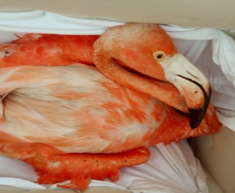 Además de los flamencos, ¿sabes qué otras especies están en riesgo en Yucatán?