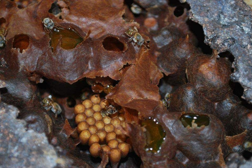 Productores de miel reportan pocas ventas en Quintana Roo
