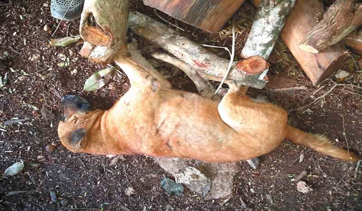Andrés Novelo Rosado exige la intervención de alguna autoridad protectora de animales para investigar la muerte de sus perros.