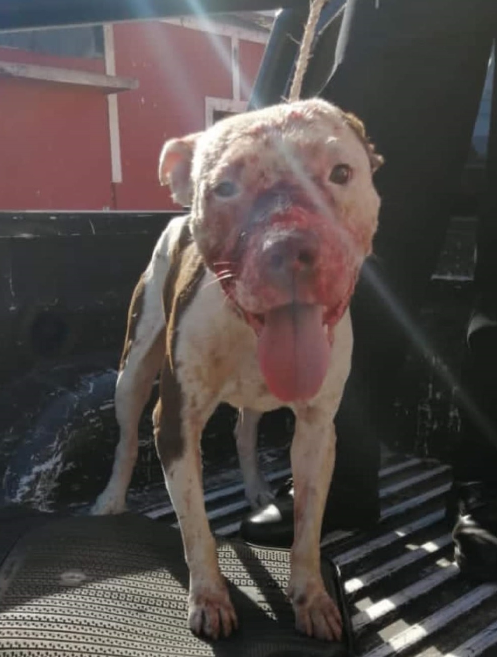 Perro pitbull que atacó a tres animales Perro pitbull que atacó a tres animales