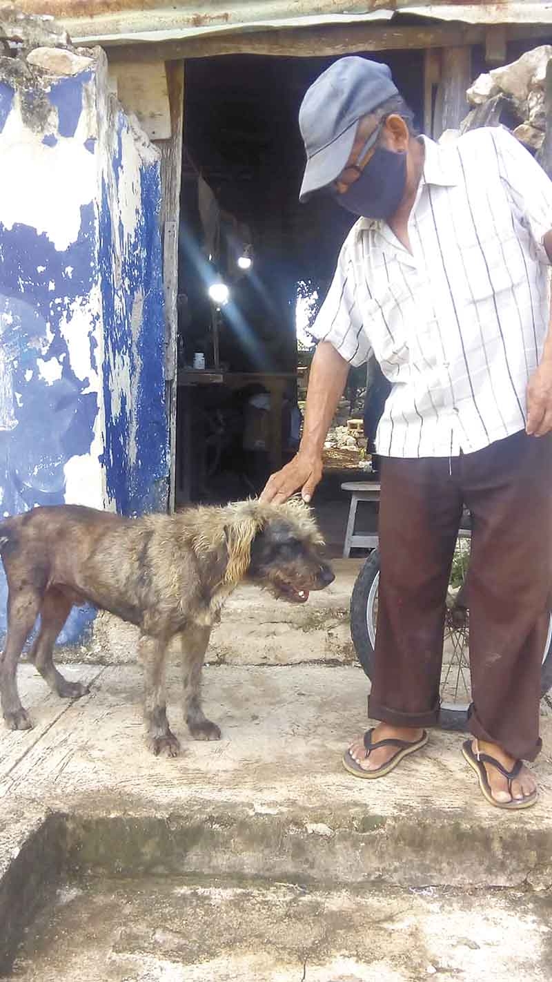 Nuevamente envenenan perros en Tixkokob