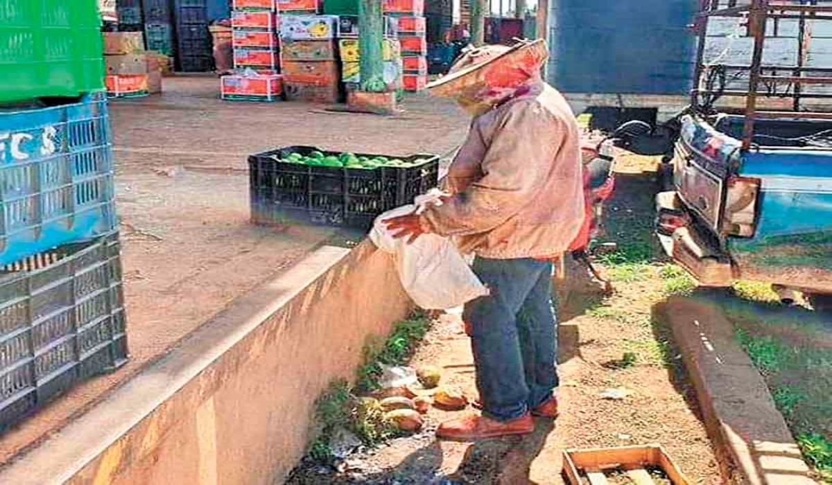 El nido fue hallado en una caja de limón, tras su rescate fue donado a una señora. El nido fue hallado en una caja de limón, tras su rescate fue donado a una señora.