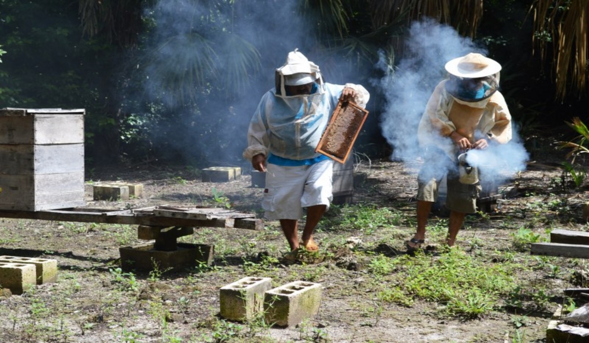 La entidad produjo tres mil 255 toneladas de miel en el 2019. Foto: Eric Castillo.