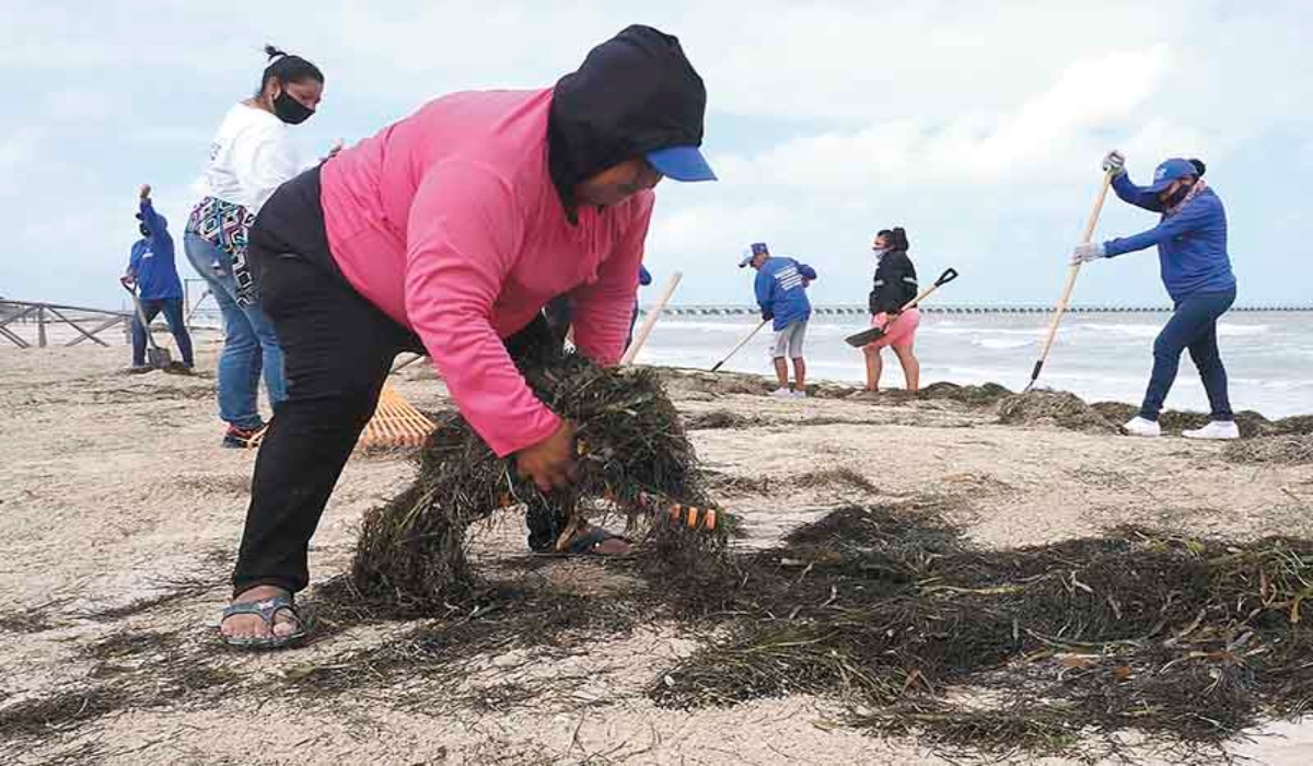 La función de estos organismos es tan importante como las que tiene el manglar o las dunas costeras, señala el experto. Fotos: Cuauhtémoc Moreno.