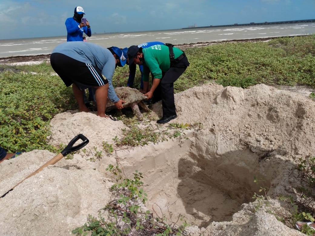 Esta es la tercera tortuga que se encuentra en Progreso en menos de una semana Foto: Julio Jiménez Esta es la tercera tortuga que se encuentra en Progreso en menos de una semana Foto: Julio Jiménez