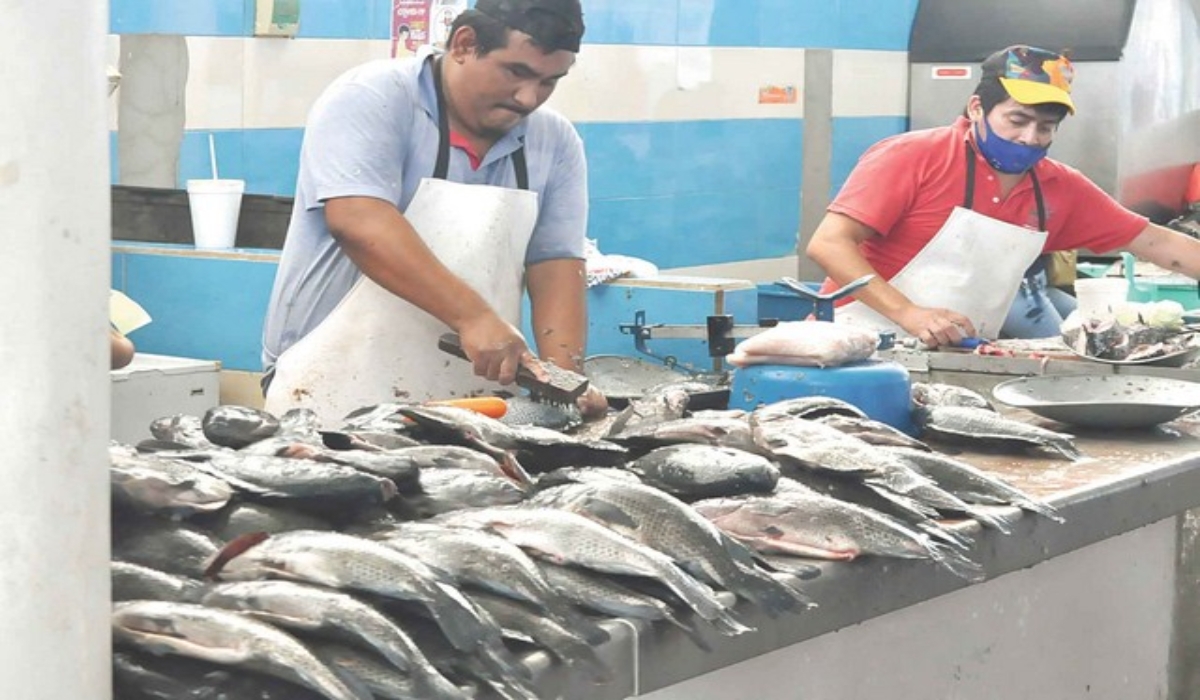 Acuicultores reportan que este año produjeron cuatro toneladas, cuando en 2019 obtuvieron hasta 12. Foto: Juan García. Acuicultores reportan que este año produjeron cuatro toneladas, cuando en 2019 obtuvieron hasta 12. Foto: Juan García.