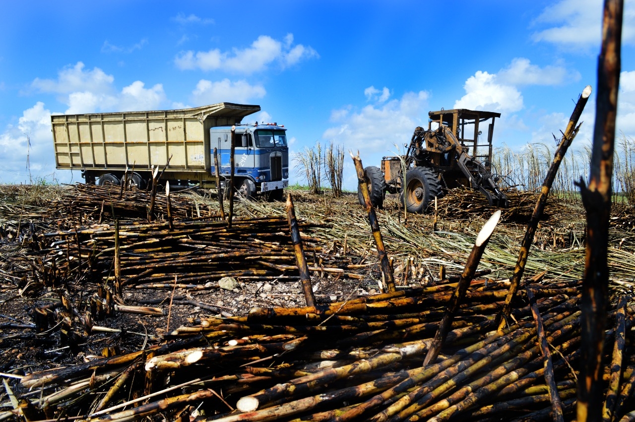 Cañeros aseguran más de 29 mil hectáreas en Quintana Roo