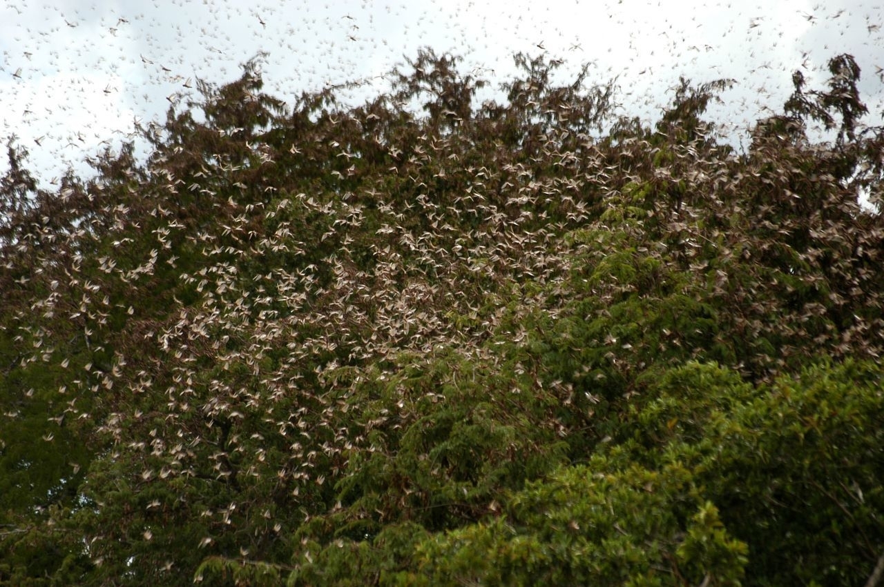 Combaten plaga de langosta en Hopelchén, Campeche