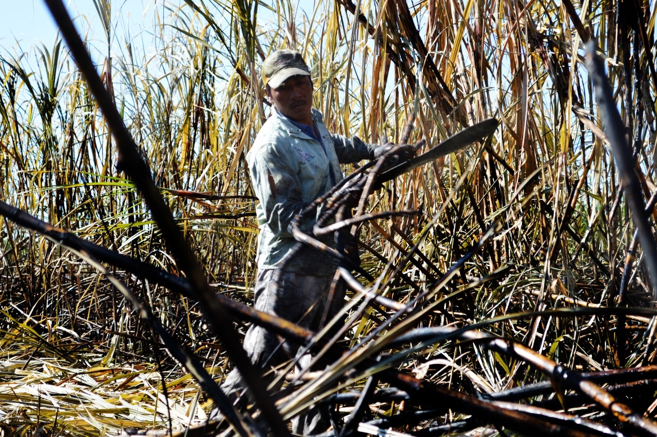 La cosecha en al menos 5 ejidos está en riesgo por la mosca pinta, gusano barrenador y el picudo negro