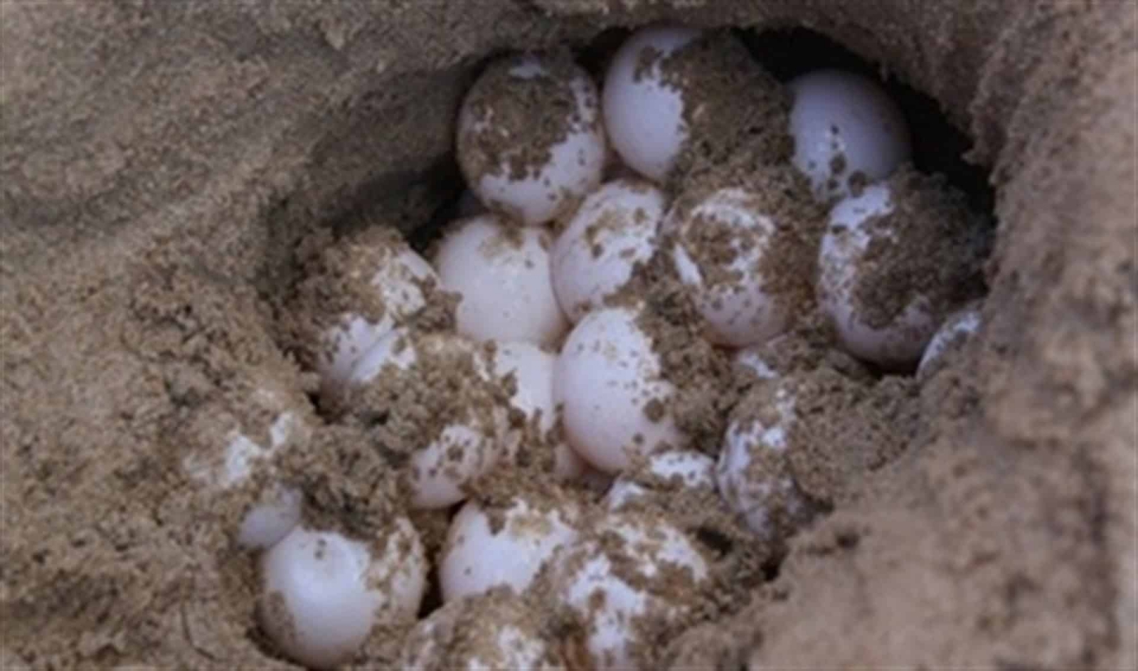 un grupo de 5 jóvenes, 3 de ellos biólogos de la UNAM, además de una bióloga de Colombia, se comprometieron a apoyar la conservación de esta especie