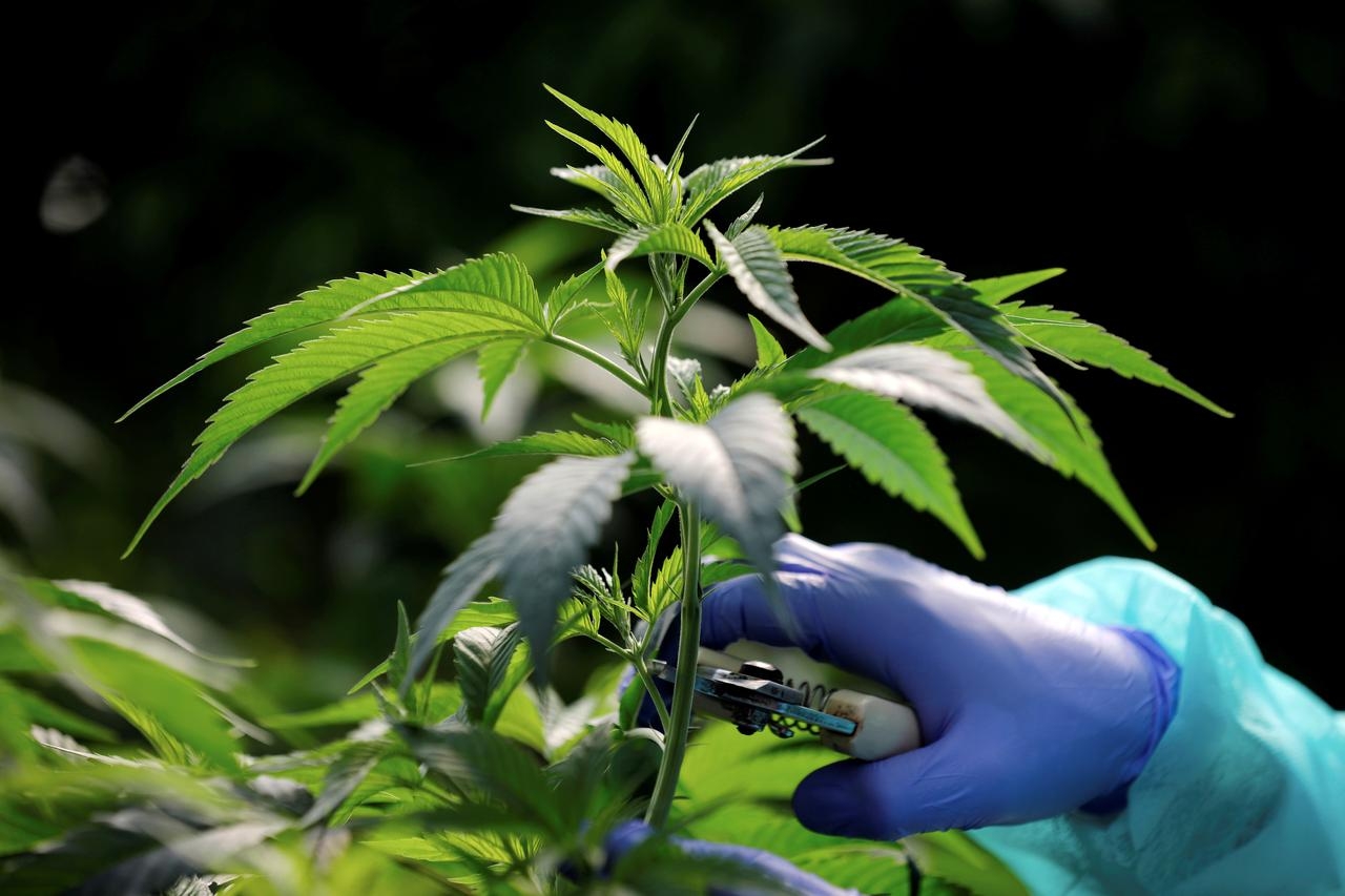 Ejidatarios de Cozumel esperan licencias para el cultivo de cannabis y cáñamo