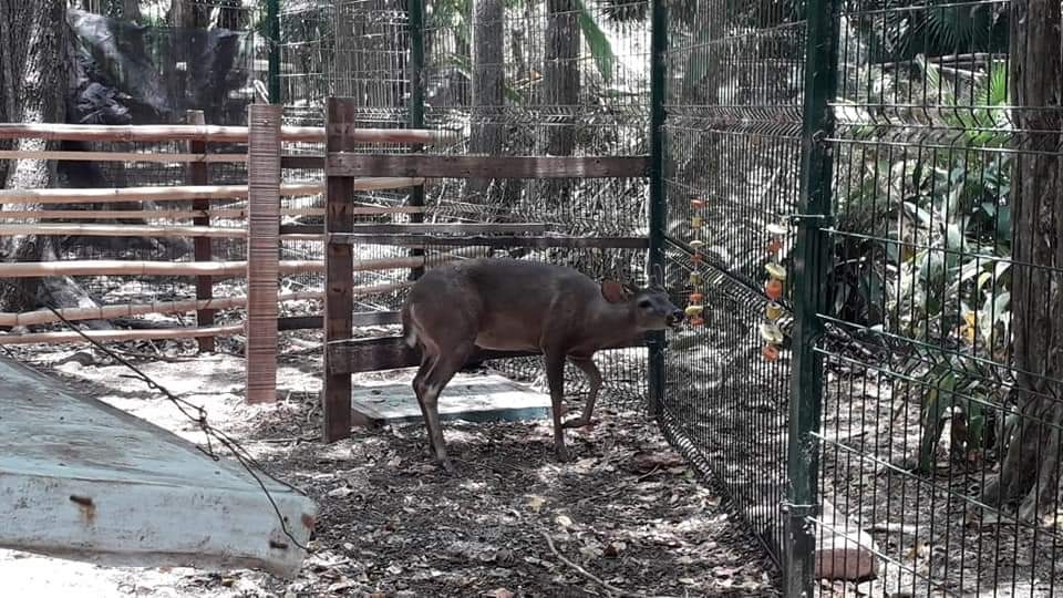 Por esta razón suspenderán aniversario del Jardín Zoológico Payo Obispo