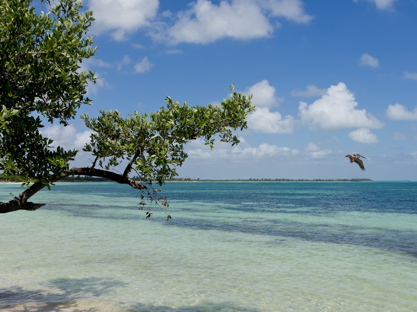 Quintana Roo también tiene sus espacios de conservación animal y de vegetación.
