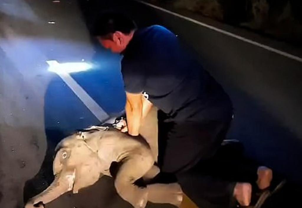 Salvan la vida de un elefante bebé, tras ser atropellado por motociclista