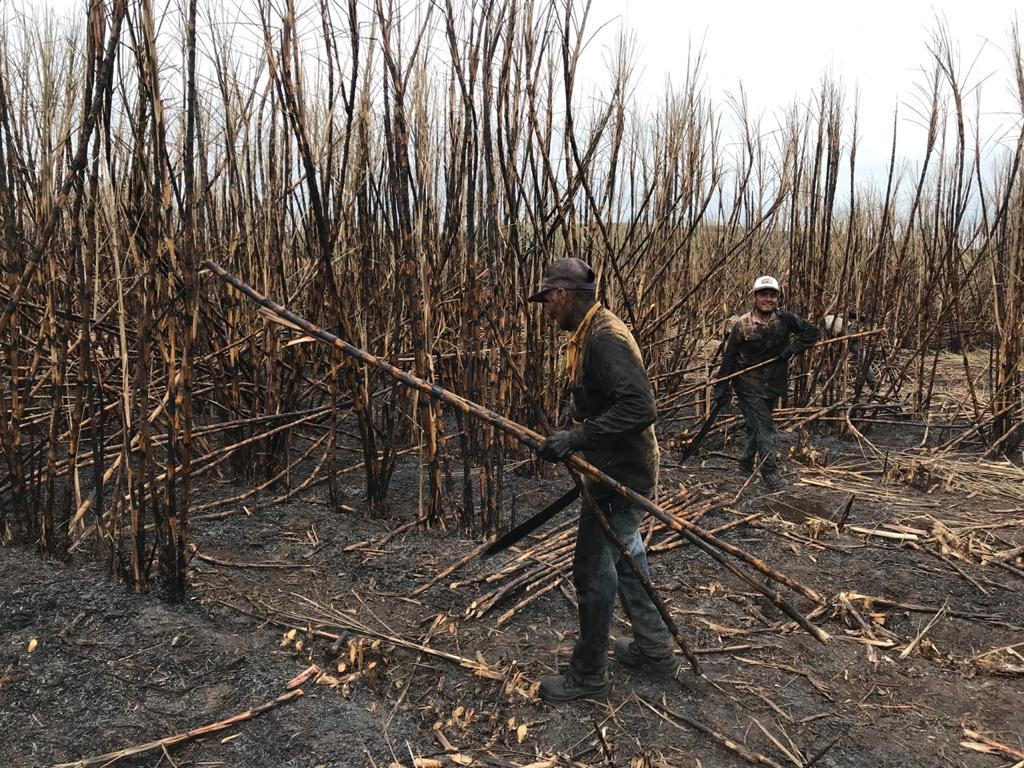 En Chetumal, Frente Frío 21 no paró la molienda de caña de azúcar