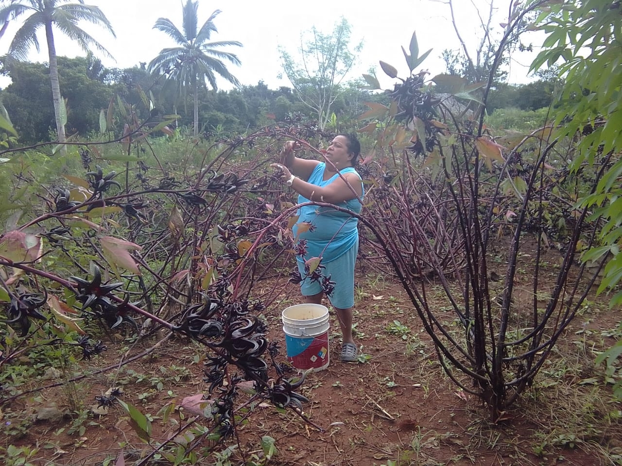 La Jamaica está siendo cultivada por una mujer de la comunidad de X-Conhá. La Jamaica está siendo cultivada por una mujer de la comunidad de X-Conhá.