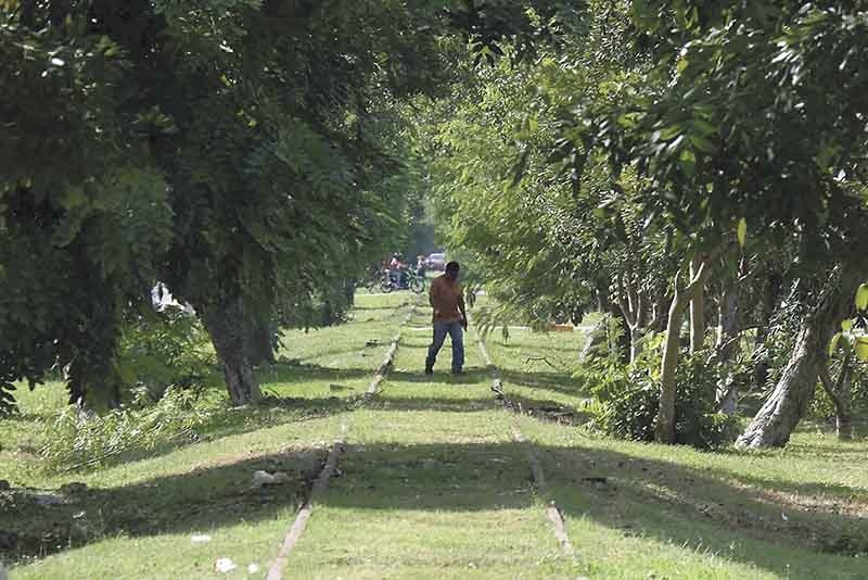 Campeche es uno de los estados más beneficiados con la reforestación Campeche es uno de los estados más beneficiados con la reforestación