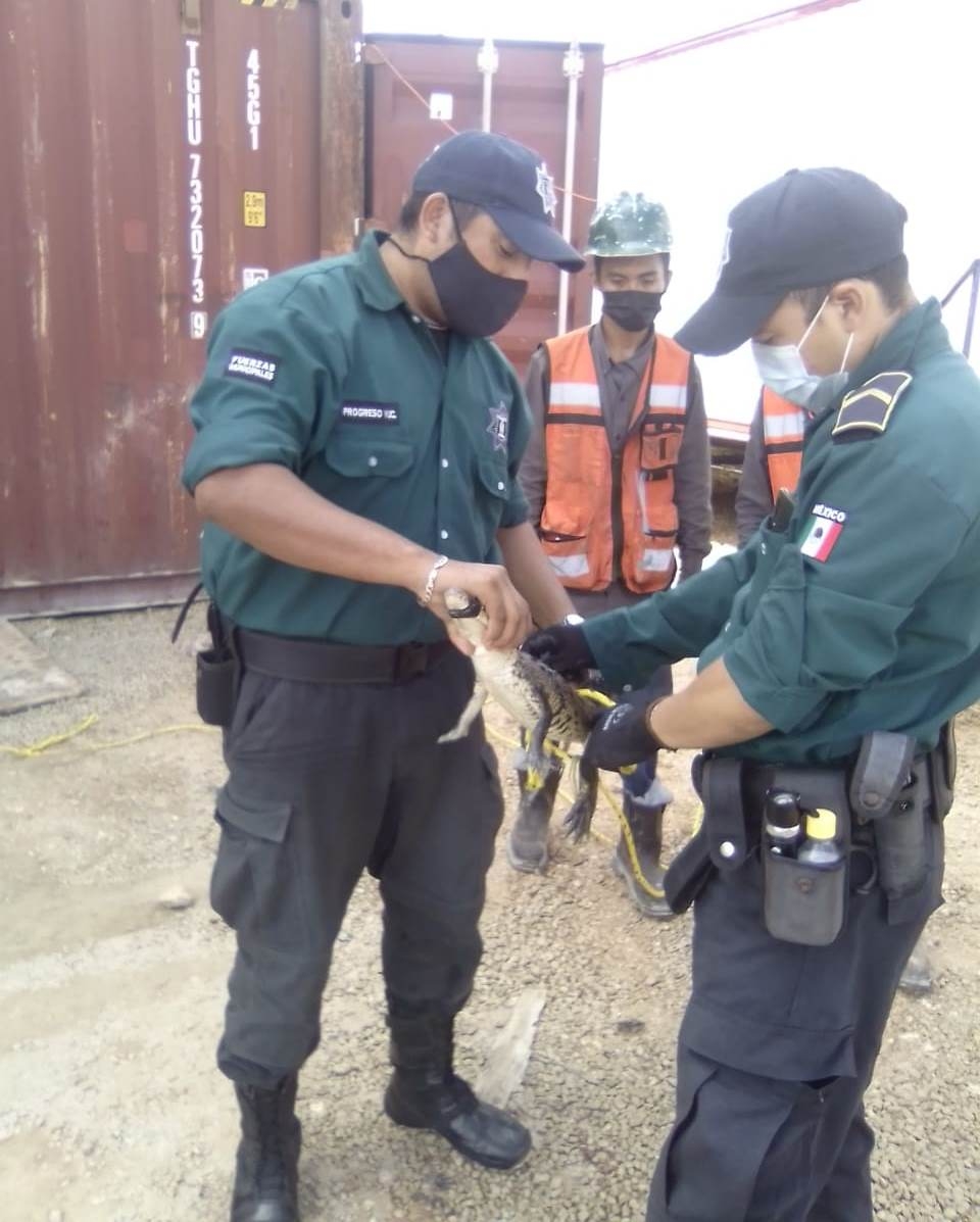 Capturan a cocodrilo en parque de contenedores en Progreso