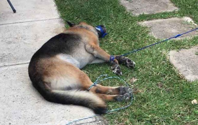Investigan muerte "sospechosa" de un perro en Playa del Carmen