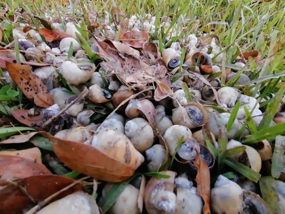 Aparecen caracoles muertos en laguna de Bacalar