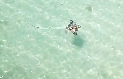 Mantarraya vista en Chuburná Puerto