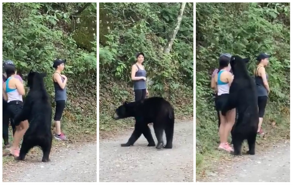 Tres mujeres se encontraron con un oso mientras hacían ejercicio en Nuevo León (Especial)