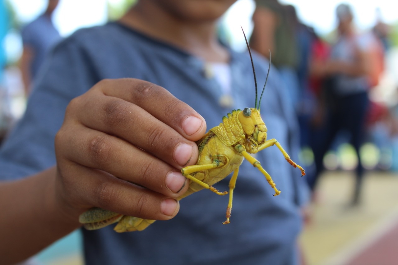 Quintana Roo en alerta por posible invasión de langosta
