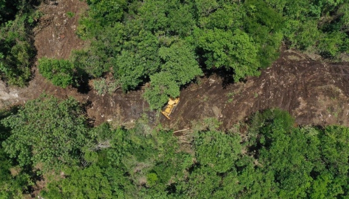 Lanzan petición para frenar deforestación en Playa del Carmen