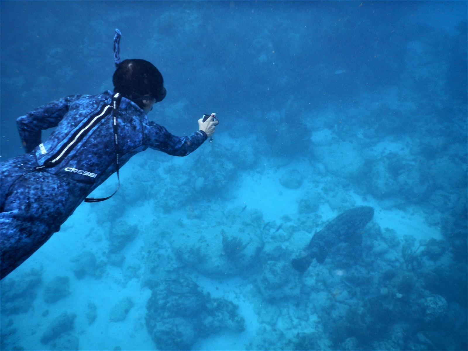 Aislamiento social reduce contaminación de corales en Isla Mujeres