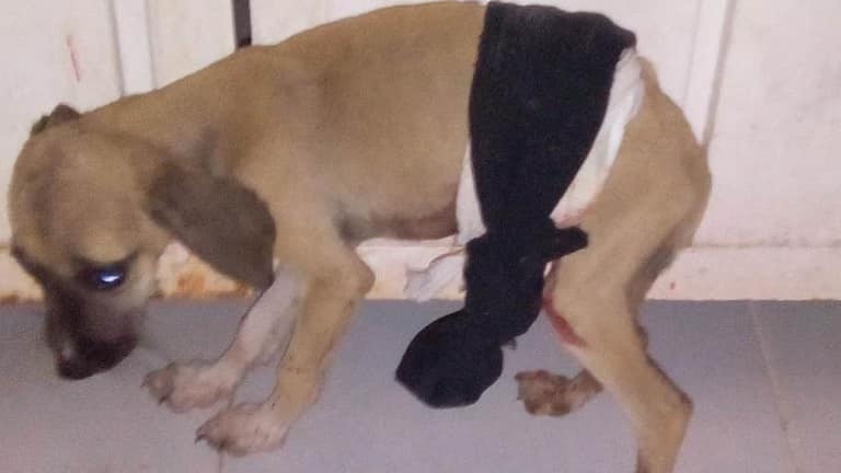 ¿Cuándo se considera que hay maltrato animal y cómo se castiga en Yucatán?