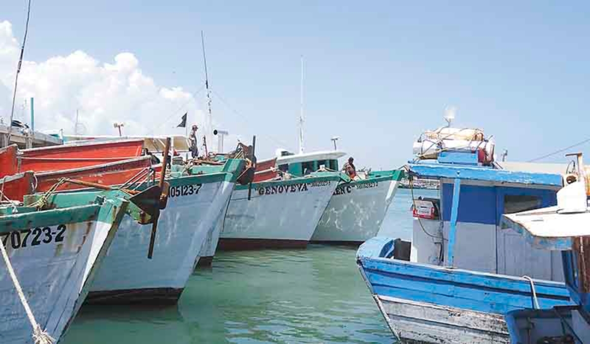 Crecen expectativas por inicio de captura del pulpo en Yucalpetén