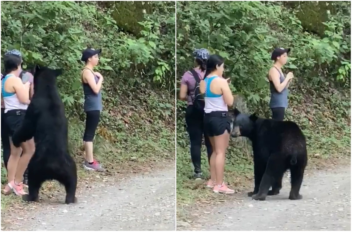 El oso fue capturado y castrado y liberado en Chihuahua (Especial)