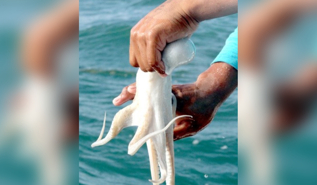 Capturan más de 109 toneladas de pulpo en Campeche