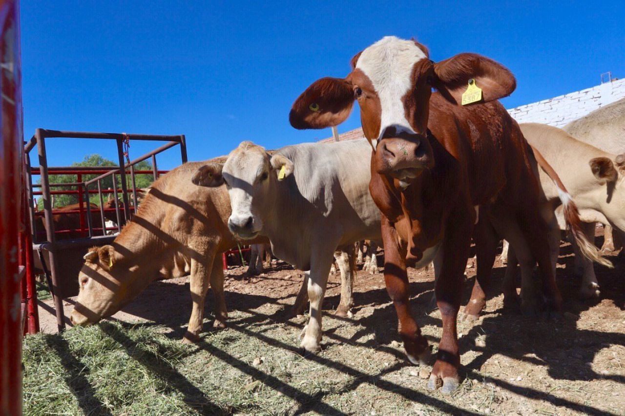 Erradican la tuberculosis bovina en Campeche, anuncian