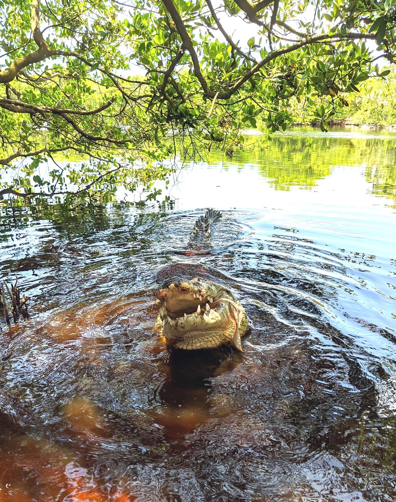 Cocodrilo ataca a turista en Río de Lagartos; casi le arranca el pie: VIDEO
