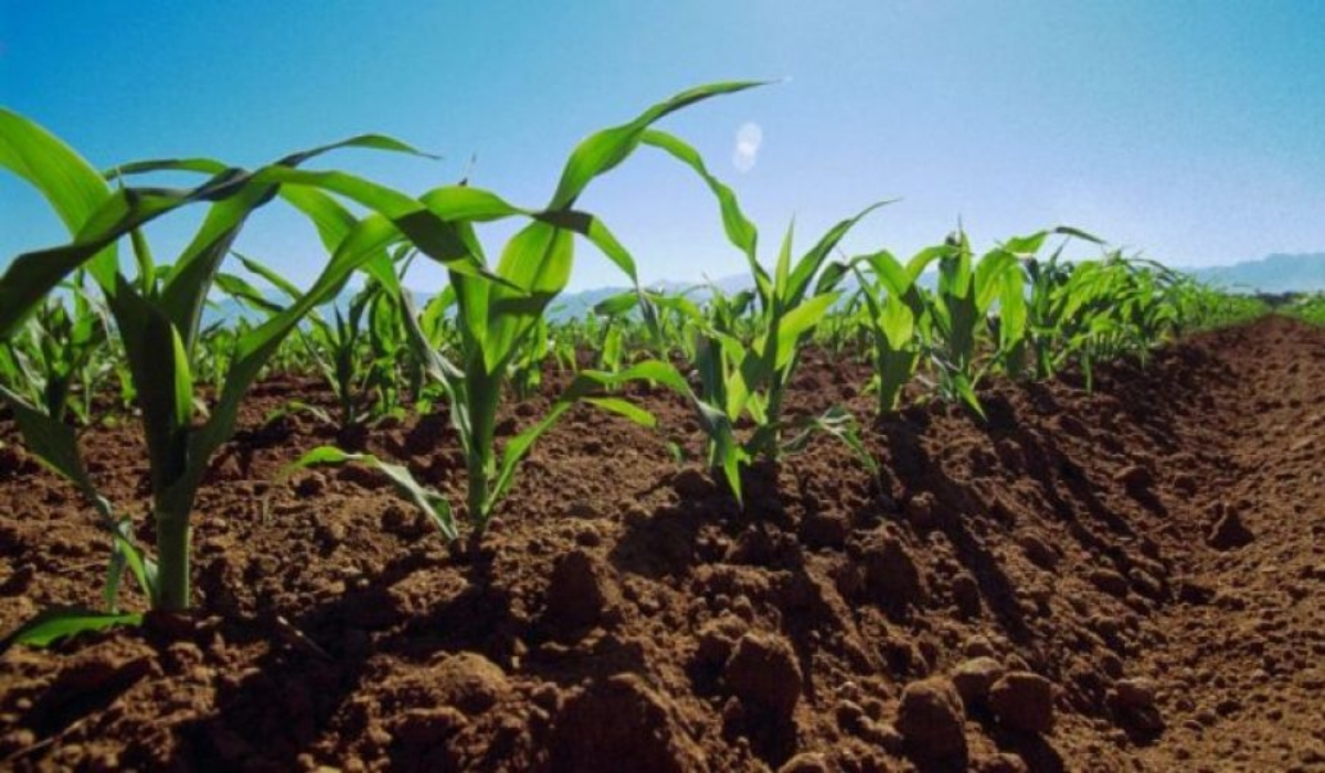 Campesinos de Hopelchén denuncian eliminación de programa clave para la soberanía alimentaria