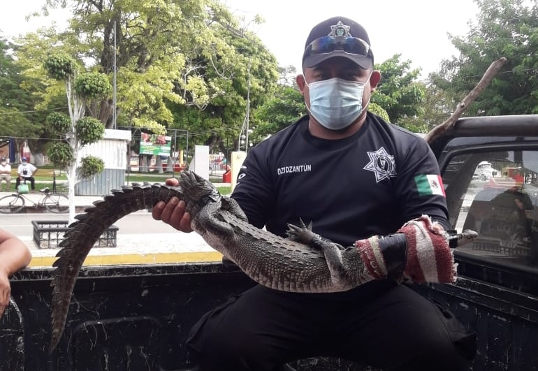 Cocodrilo es capturado en Dzidzantún; van tres en los últimos meses