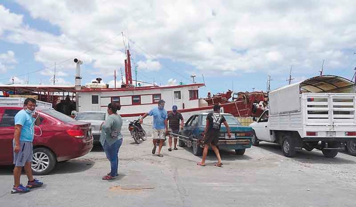 Reportan rezago en la captura del pulpo en Progreso