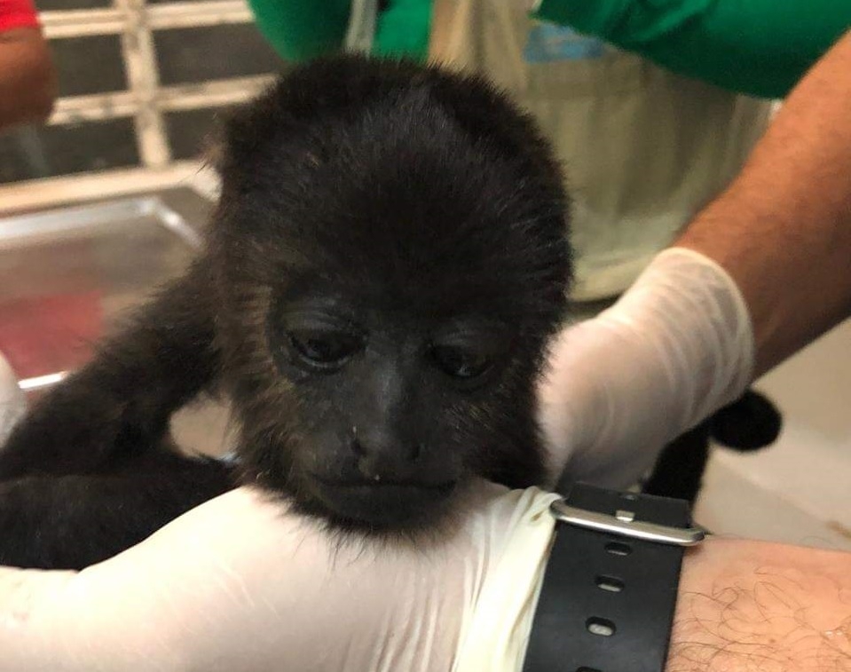 Santuario de Akumal recibe a monos aulladores rescatados en Chetumal