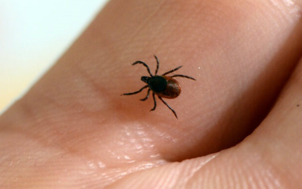 Se ha identificado el Bunyavirus del Síndrome de Fiebre Grave con Trombocitopenia (Especial)