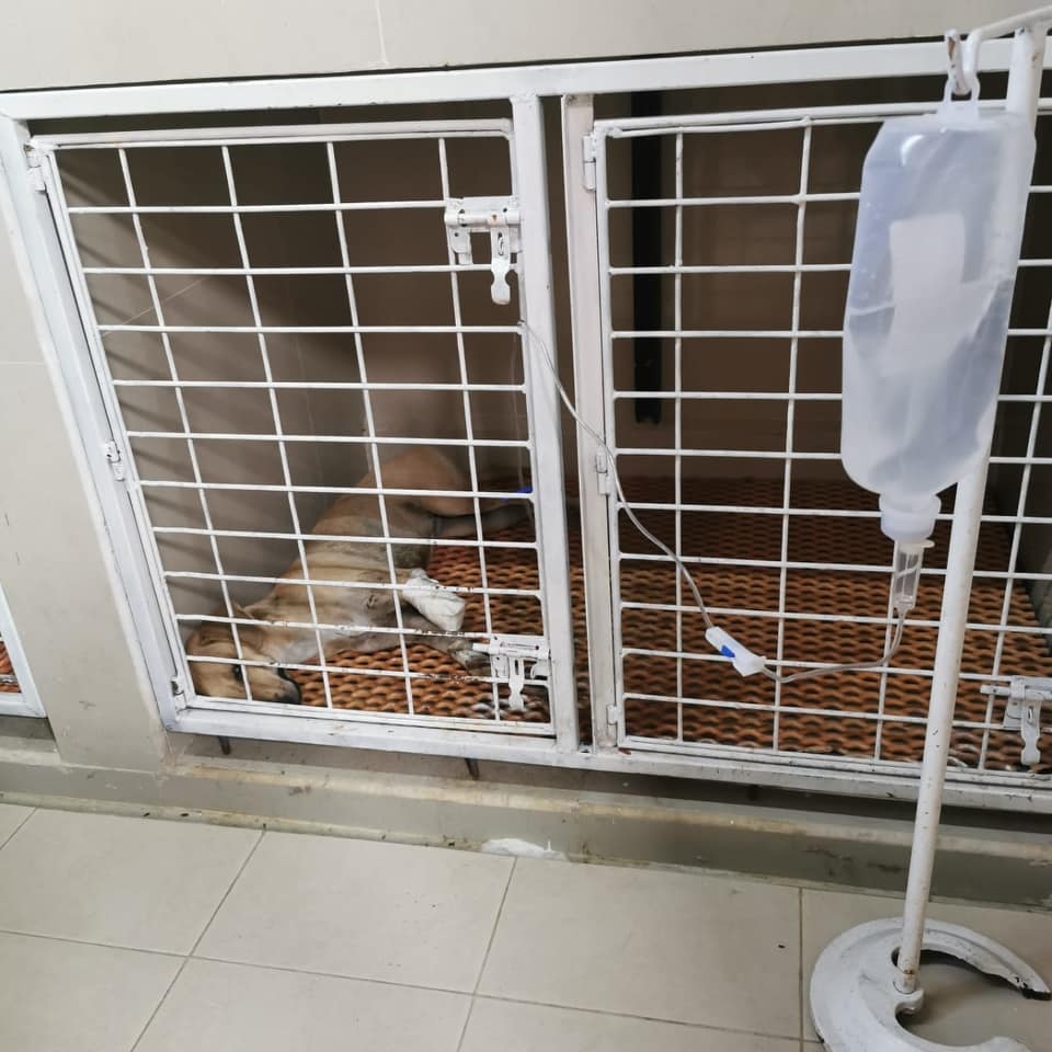 Machetean a una perrita callejera en Conkal