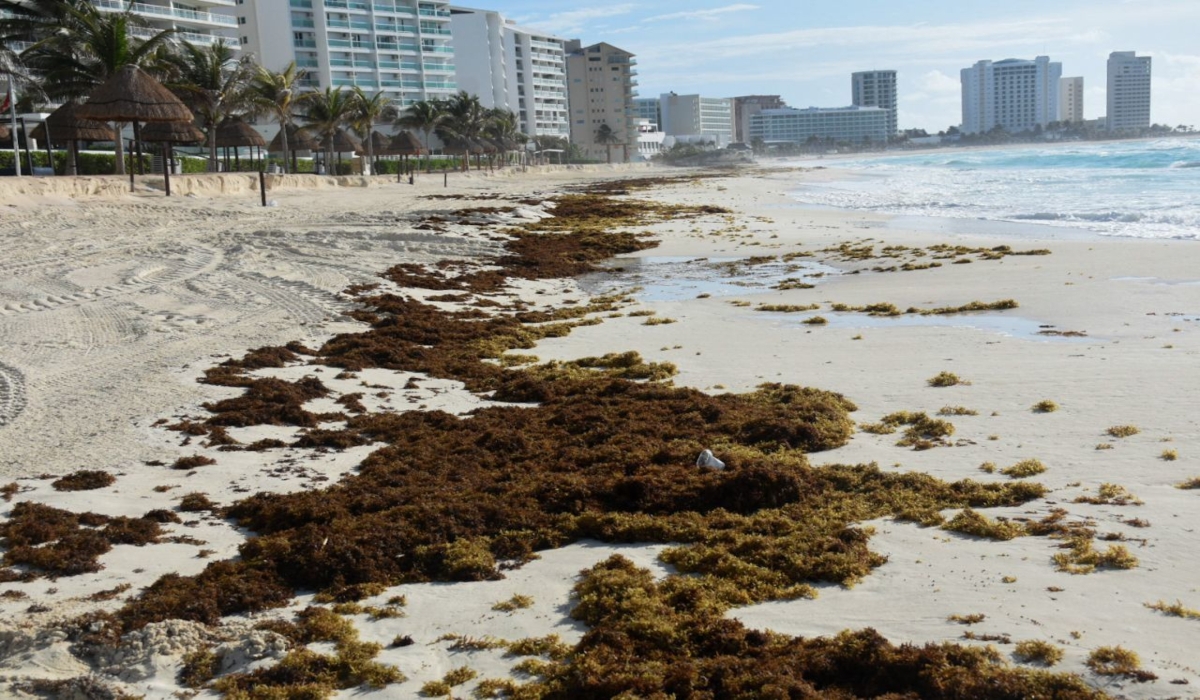 Volumen de sargazo en Quintana Roo disminuye en un 93.5%