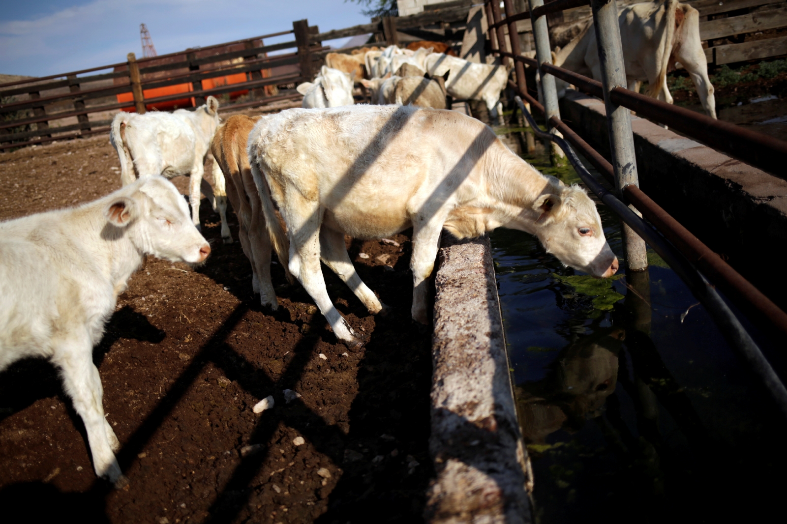 Brucelosis: Reportan nuevo brote de bacteria tras fuga en fábrica china