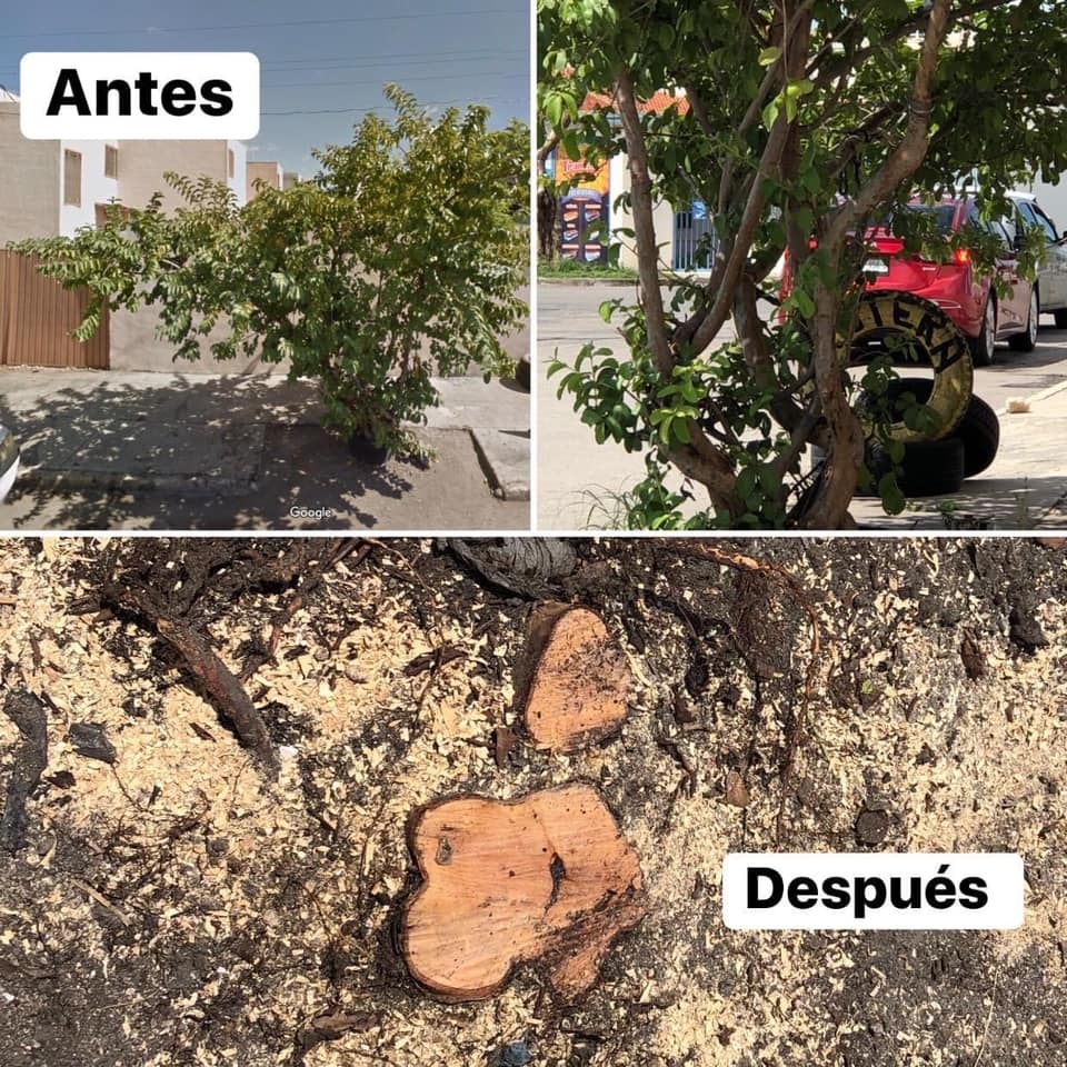 Foto: Fátima Almeida