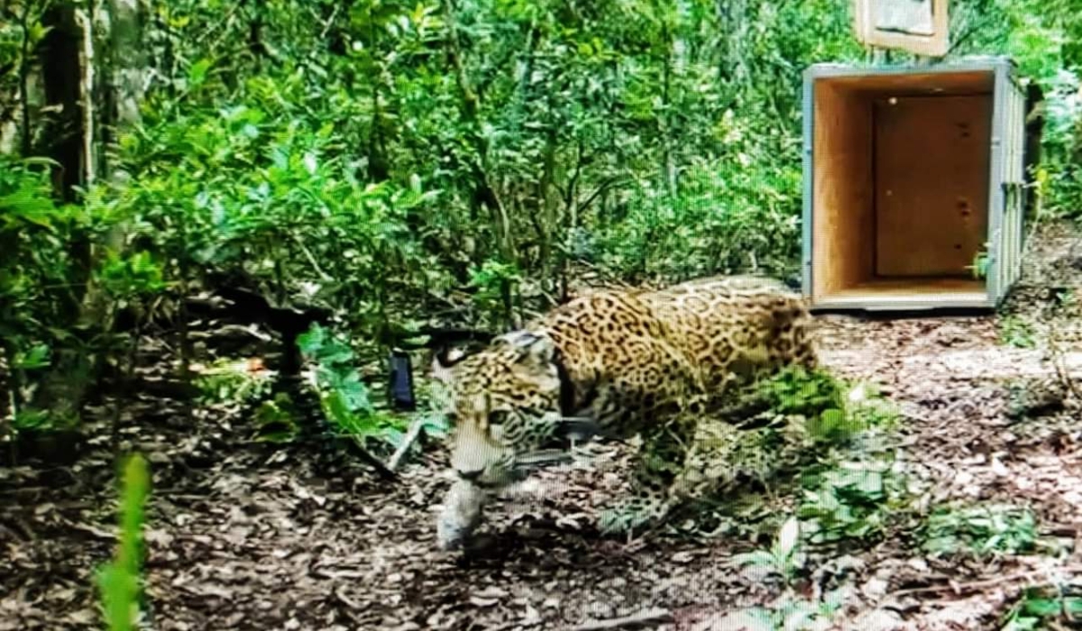Liberan en la reserva de Sian Ka'an al jaguar que fue atropellado en Álvaro Obregón