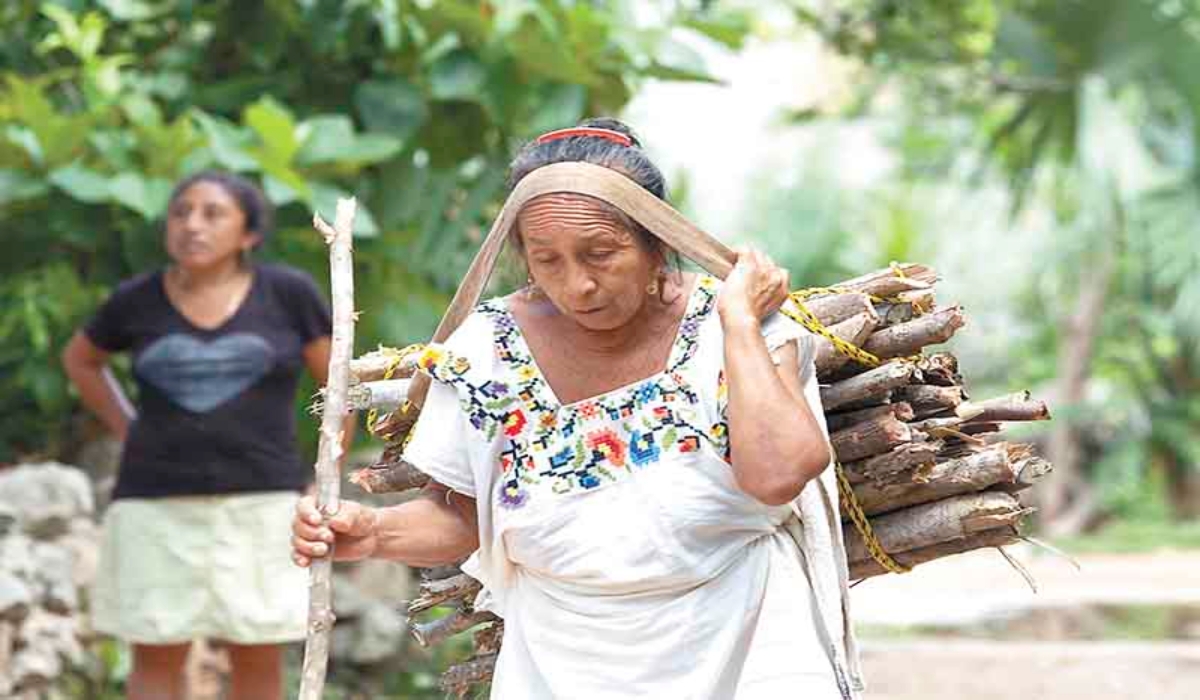 A sus 66 años, abuelita de Chicán recorre 3 kilómetros al día para recolectar leña