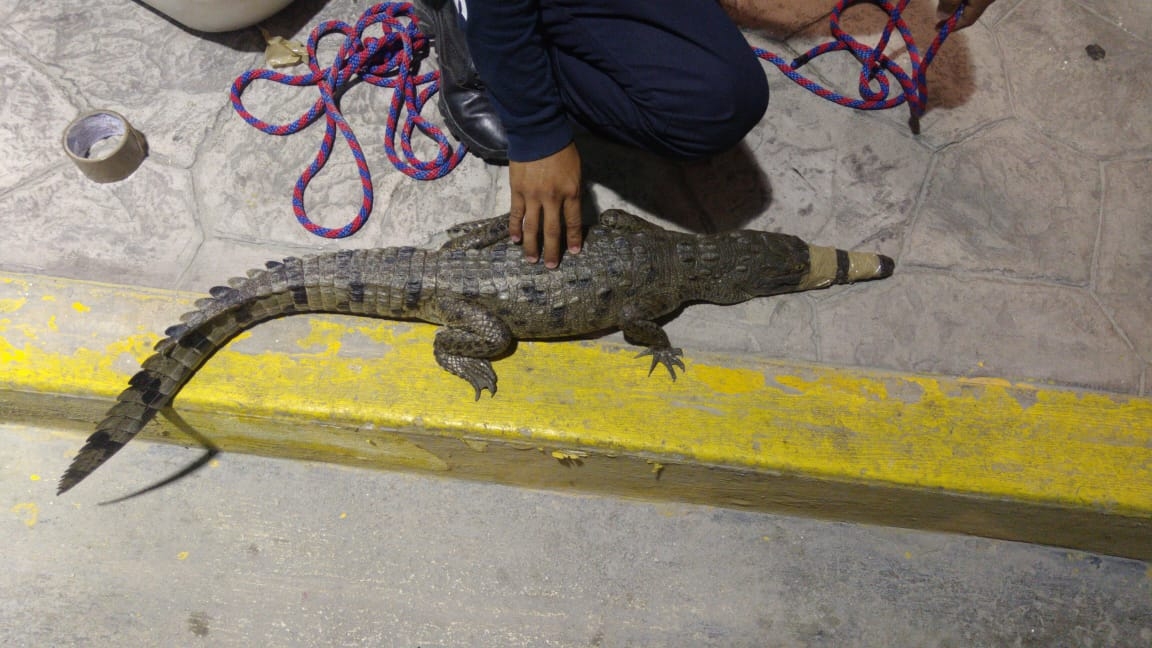 Encuentran a un cocodrilo nadando en la alberca de un hotel de Tulum