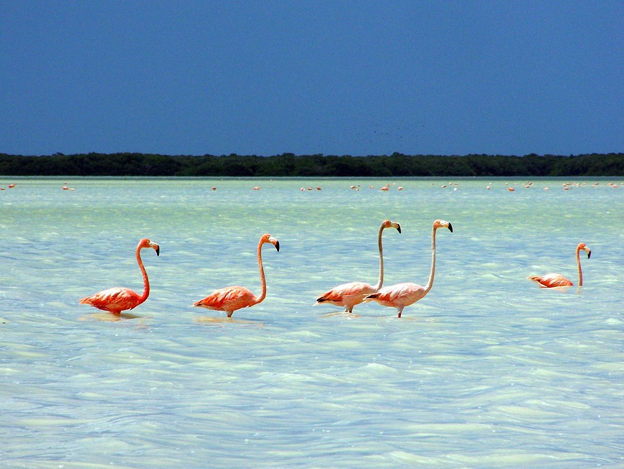 Foto: Wikipedia Foto: Wikipedia