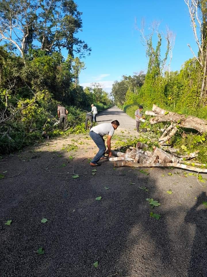 Los árboles secos han provocado por lo menos dos accidentes fatales Los árboles secos han provocado por lo menos dos accidentes fatales