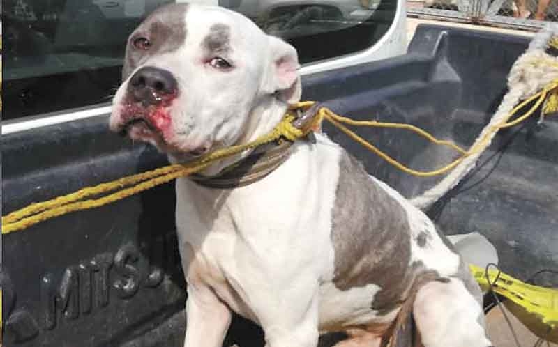 El can fue detenido por atacar a un gato